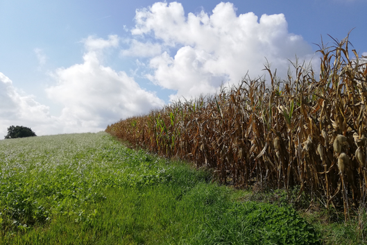 5 von 12: Maisfeld auf dem Nachhauseweg