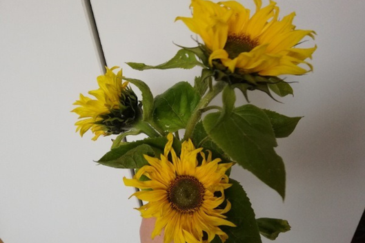 11 von 12: Sonnenblumen