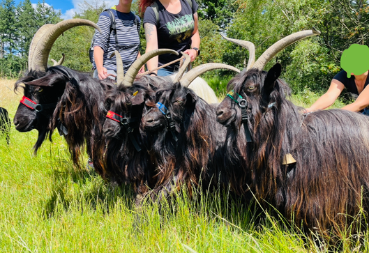 Die Walliser Schwarzhalsziegen Trekking Gang