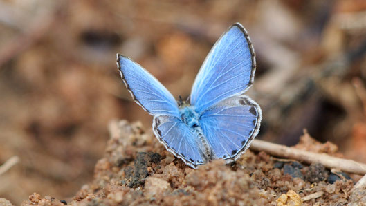Blauer Schmetterling auf erdigem Untergrund
