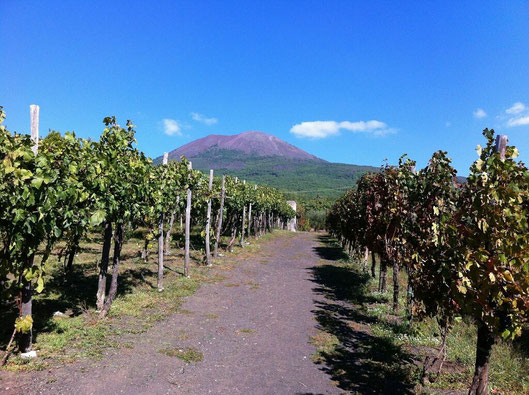 naples-campania-italy-mount-vesuvius-vineyard-lacrima-christi