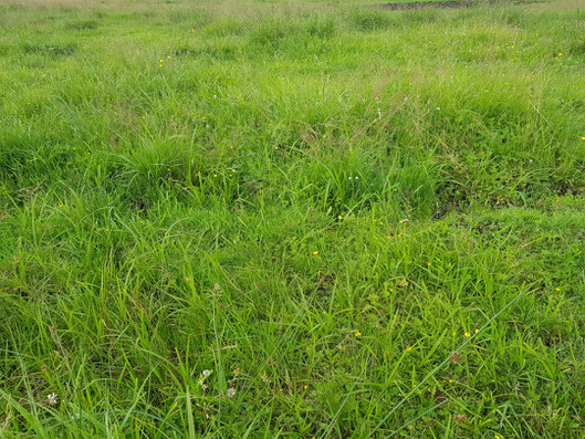 Vegetation auf der Weide. Foto: Susanne Pätz