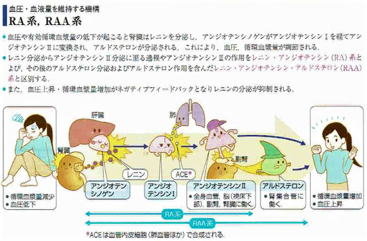 「病気がみえる 腎・泌尿器」より