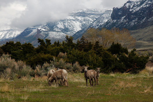 Bighorn Sheep in den Rocky Mountains, Wildlife, USA