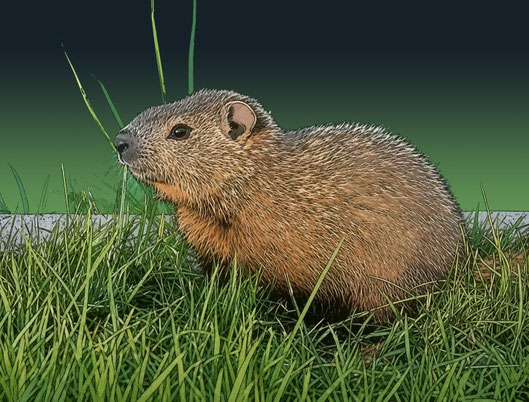 ...el día de la marmota