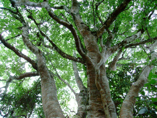 光の木　ホワイトスティンクウッド　celtis africana