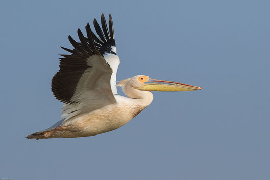 Pélican blanc oiseau Sénégal Afrique Stage Photo J-M Lecat Non libre de droits