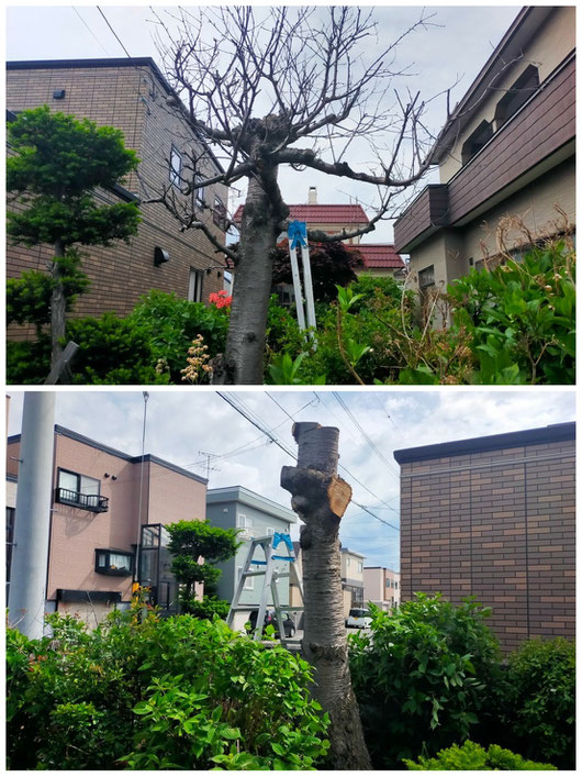 枯れ木の枝を切り落とし、幹のみになった状態