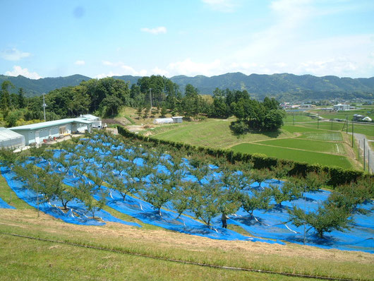 伽羅農園の梅園の写真