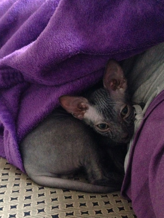 Nacktkatze Sphynx
