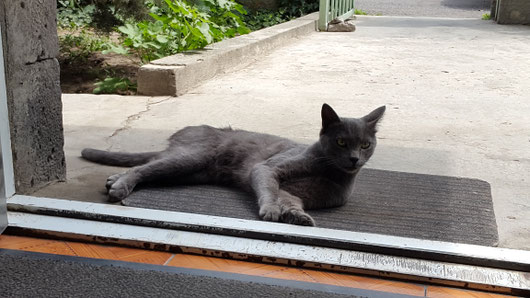  Shadow, armenischer Herzensbrecher, der inzwischen in Deutschland lebt, beim Bewachen meiner Bürotür in Yerevan