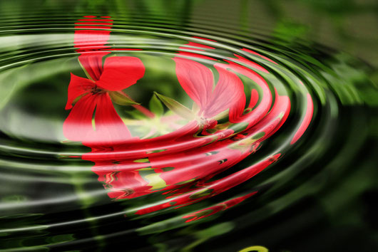 Blumen spiegeln sich im Wasser