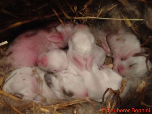 Heute sind die Babys genau eine Woche alt. Das Fell wird immer dichter und die Augen werden sich auch schon bald öffnen. Sonst gibt es heute nicht viel neues.