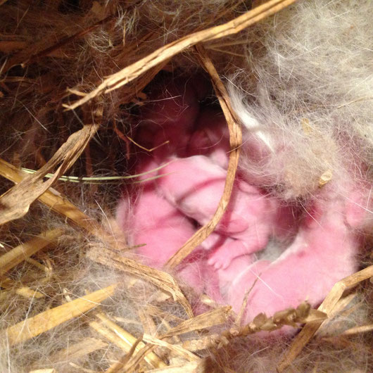 Die Babys sind heute 3 Tage alt und machen schon lautstark auf sich aufmerksam. Sobald man sich dem Nest nähert, springen sie schreiend in die Höhe. Langsam lassen sich auch Fellansätze erkennen.  Im nachfolgenden Video ist das deutlich zu erkennen.