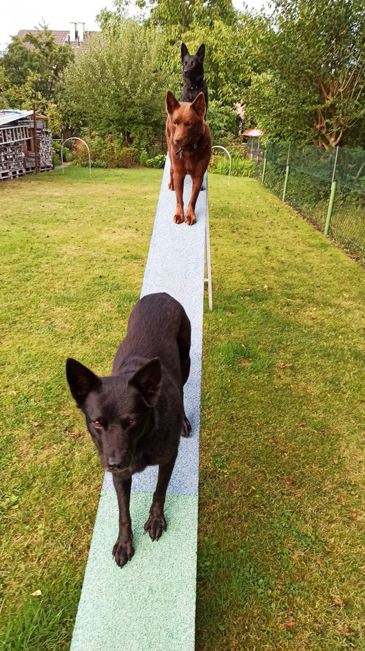 Ayra, Arrow und Camie