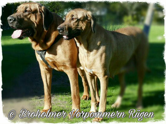 Der Broholmer Broholmer Vorpommernrueges Webseite