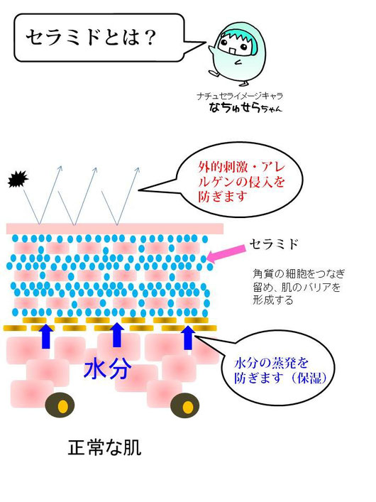 セラミドの役目は体内の水分を留める保湿効果と外部の刺激から守るバリア機能です