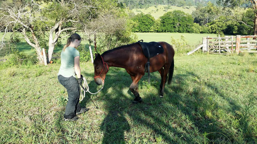 Individuelles Pferdetraining und Natural Horsemanship für jede Situation angepasst