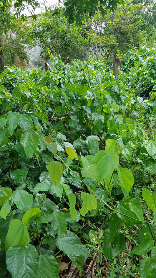 Bo khai vegetable in Ba Be AHP