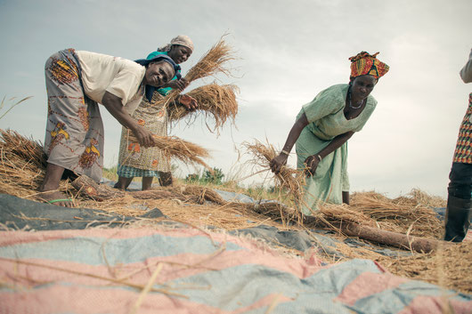 Smart-Valleys: Women shaking out rice kernels from dried plantsduring rice harvest
