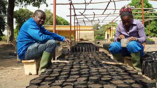 Introducing new cashew tree nursery techniques