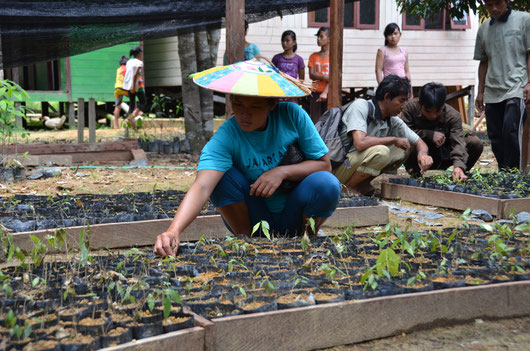 Indonesian community member working in project tree nursery