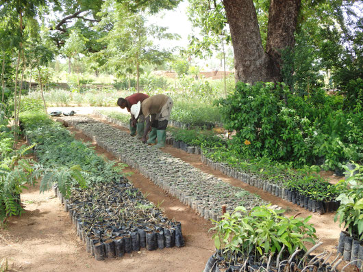 Tree nursery at the innovation centre in Matéri