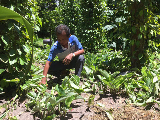 Black ginger farmer in Phnom Kulen National Park in Cambodia