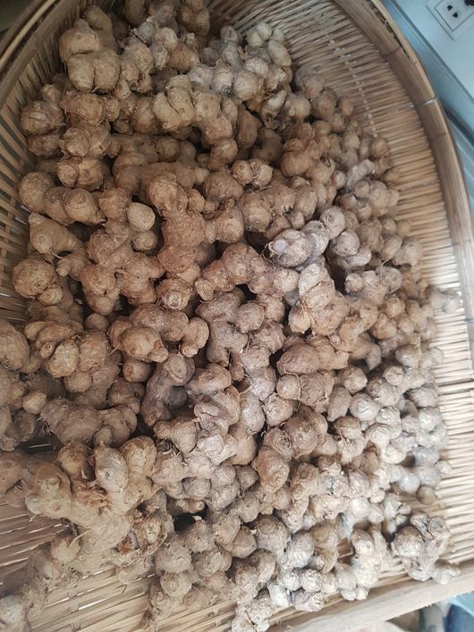 Harvested black ginger in Phnom Kulen National Park in Cambodia