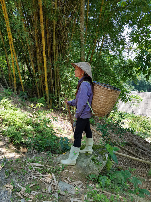 Medicinal bath herb farmer in Hoang Lien AHP in Vietnam