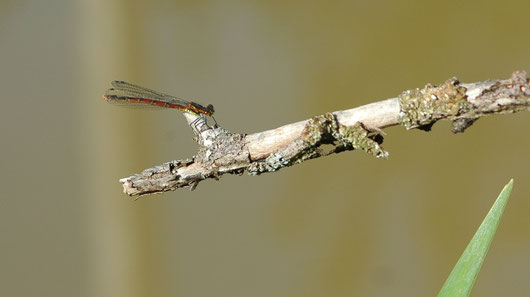 Frühe Adonislibelle (Pyrrhosoma nymphula) an einem Gartenteich, Flugzeit: April bis August.