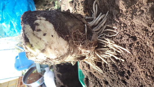 無農薬のサトイモ。自給のための野菜作り教室・さとやま農学校＠すどう農園