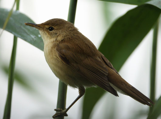 http://www.virtual-bird.com/songs/emberiza-schoeniclus.mp3