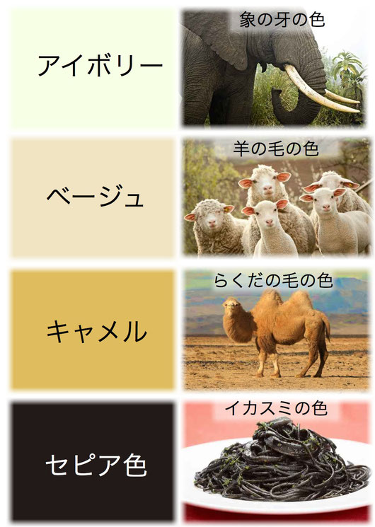 動物と色名 アイボリーやベージュ 独学を応援するe色彩学校 色彩検定の過去問題を解説