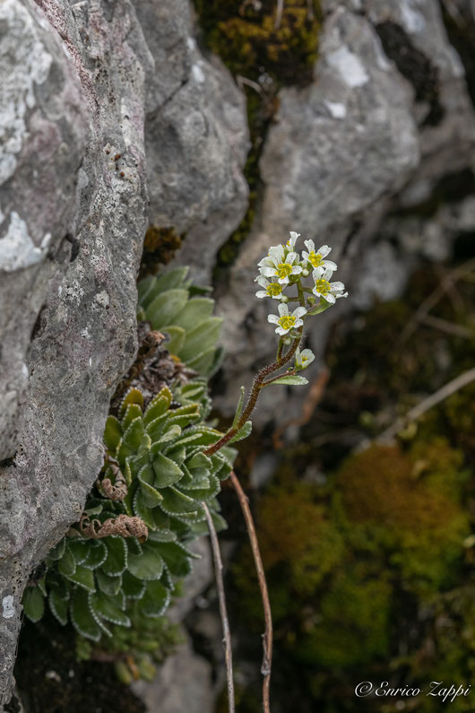Saxifraga paniculata.