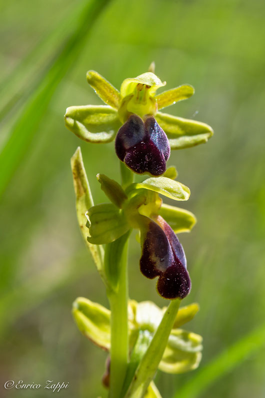 Ophrys fusca.