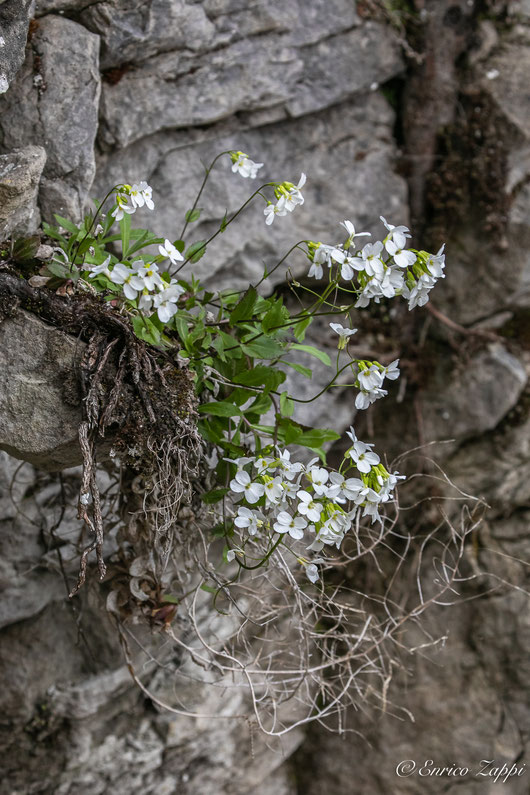 Arabis alpina L. subsp. caucasica