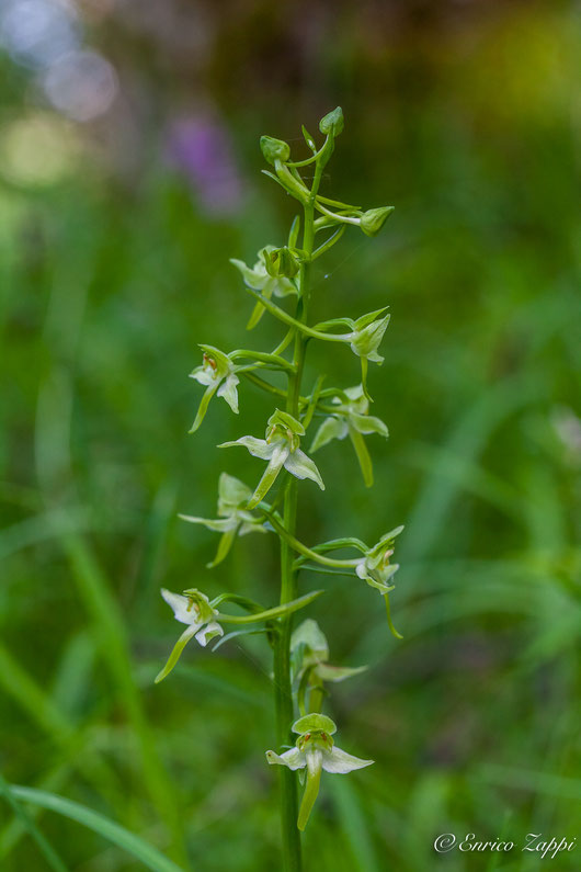Platanthera chlorantha.
