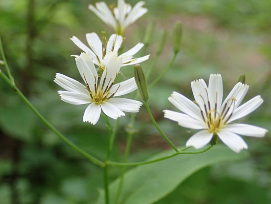 白花のニガナ。均整ののとれた花姿がいいところ。