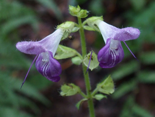 アキギリ:下から咲いていきますが、最後の花房の開花に間に合った