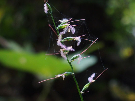 チジミササ　：見過ごしてしまう小さな花ながら、独特の精巧な作りに驚かされます。