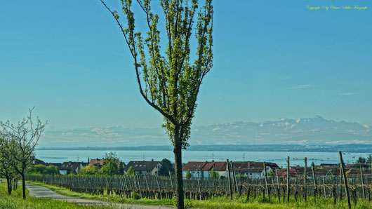 Tuning World Bodensee, Clasen/Stiller Fotografie, Udo Clasen, Patrick Stiller, Tuning, carlifting, Bodensee,