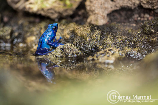 blauer Pfeilgiftfrosch