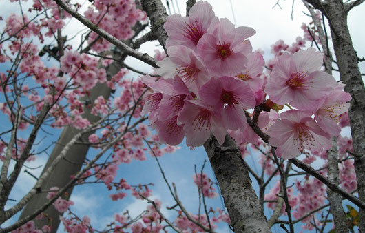 ニュースを見聞きしているとソメイヨシノ以外の桜を植える公園が増えている。わかる気がする。自分もその一人。