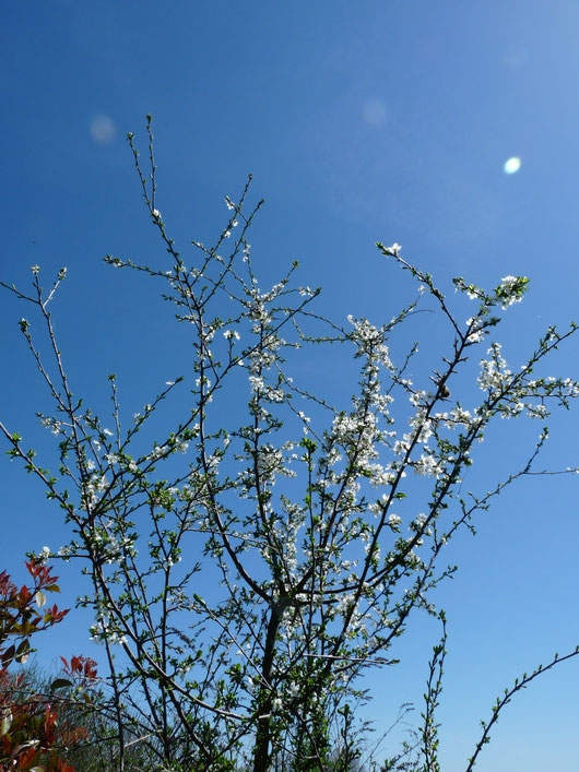 Fleurs de cerisier / flowers / jardin secret decrystal jones / photos