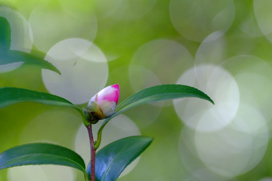 X-E2 XF90mm