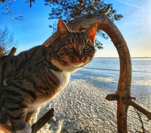 Seekater Nalar am Ostseestrand