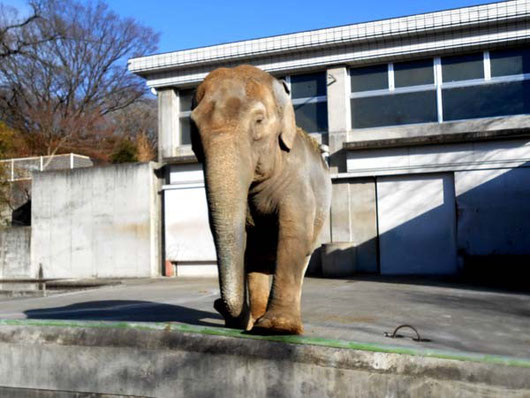 イズミちゃんが挨拶しに出向いてくれました。炎と楽園のアート