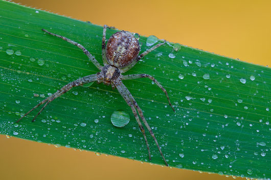 Philodromus, Nikon D300S,Tamron 180,f16,1/13s,iso 200,treppiede,plamp,alzata specchio,scatto remoto, panellini