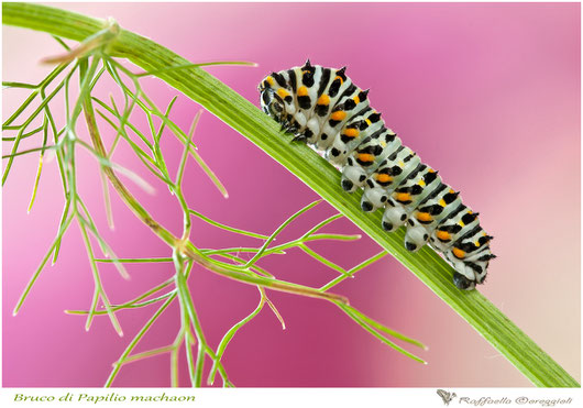 bruco di Papilio machaon, Nikon D300s, Tamron SP 180mm f/3.5 Di LD Macro, 1/6 f/13.0, ISO 400, treppiede.